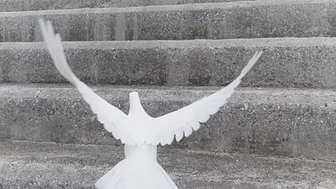 White Pigeon Stock Footage 116346664