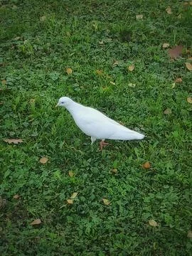 White pigeon on Grass 库存照片