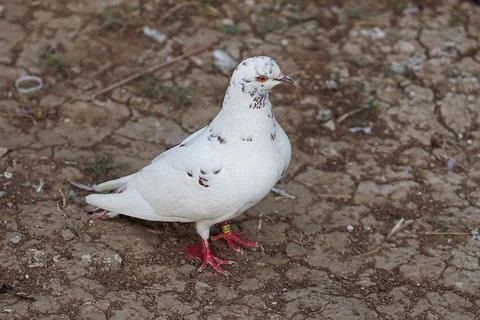 White pigeon on the ground Stock Photos