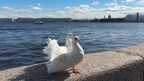 White pigeon pair resting Stock-Footage 342502747