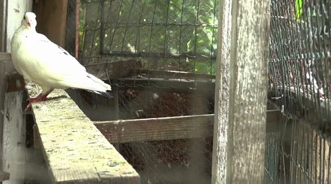 White pigeon pan view Stock Footage 40606889