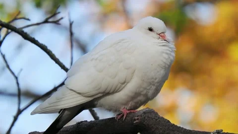 White pigeon perched on tree branch with autumn bokeh background Video stock 341269860