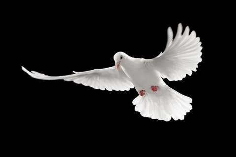 White pigeon Stock Photos