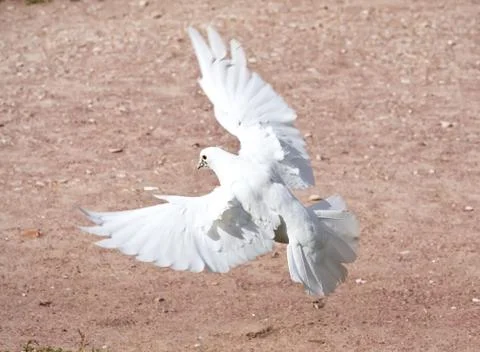 White pigeon Foto stock