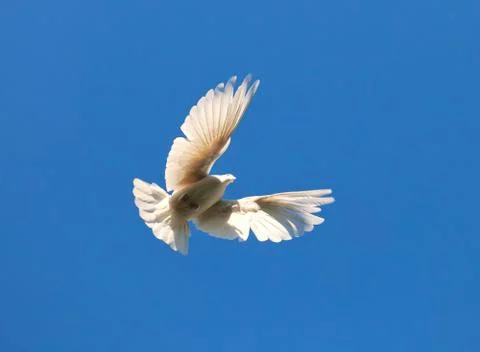 White pigeon Stock Photos