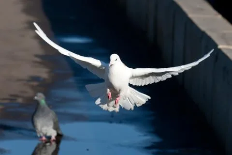 White pigeon Stock Photos
