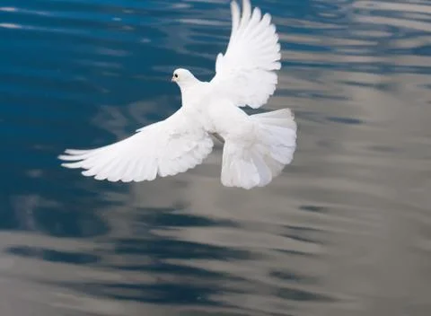 White pigeon Stock Photos