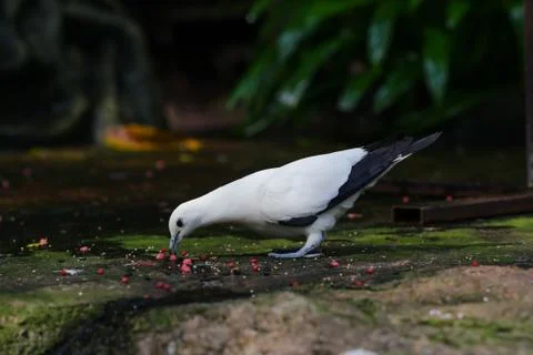 White pigeon Stock Photos