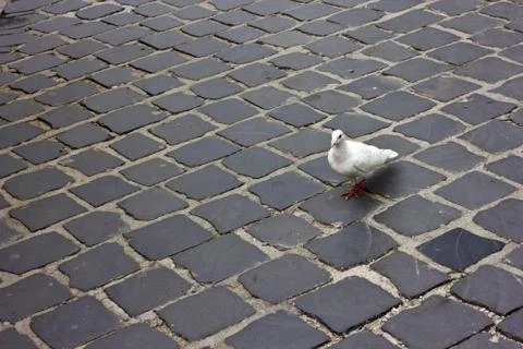 White pigeon Stock Photos