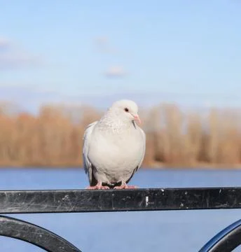 White Pigeon Фото