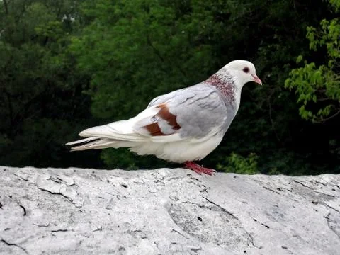 White pigeon Stock Photos