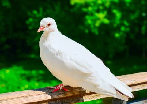 White pigeon Stock Photos