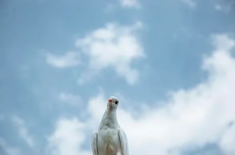 White pigeon Stock Photos