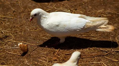 White Pigeon Stock Photos