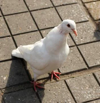 White pigeon Stock Photos