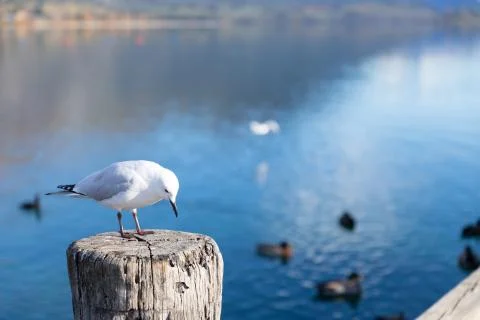 White pigeon 스톡 사진