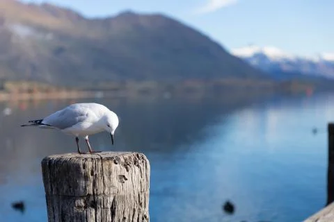 White pigeon Stock-Fotos