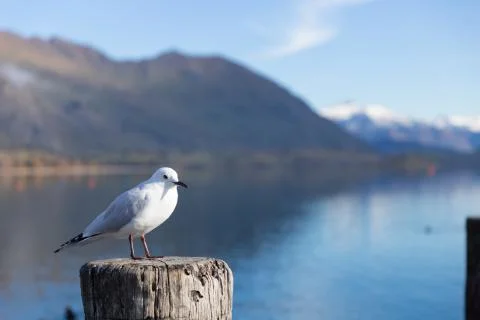 White pigeon Foto stock