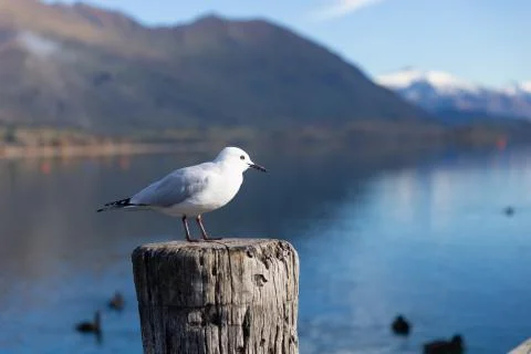 White pigeon Foto stock