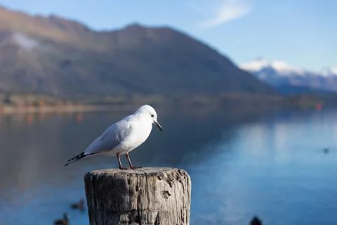 White pigeon Foto stock
