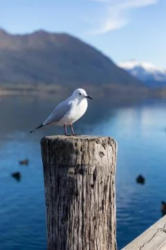 White pigeon Stock-Fotos