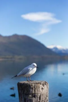 White pigeon Foto stock