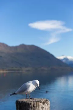 White pigeon Foto stock