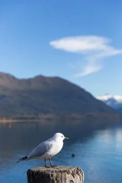 White pigeon Foto stock