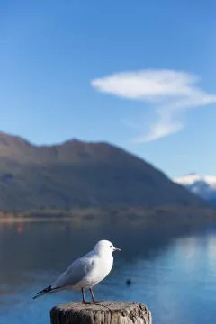 White pigeon Foto stock