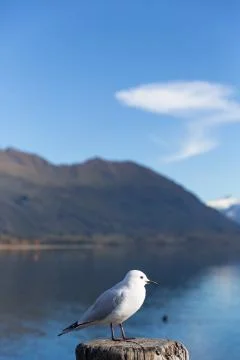 White pigeon Foto stock