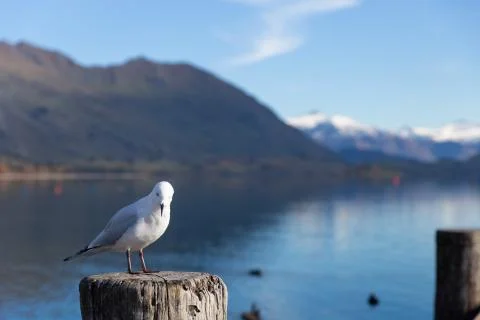 White pigeon Stock-Fotos