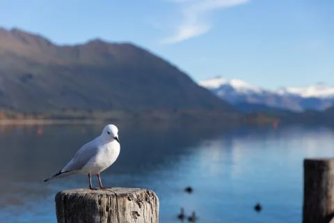 White pigeon 스톡 사진
