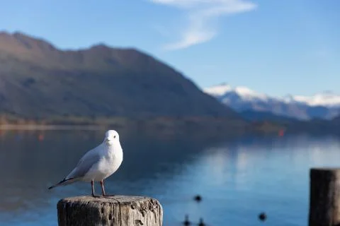 White pigeon Foto stock