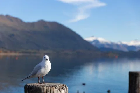 White pigeon 스톡 사진