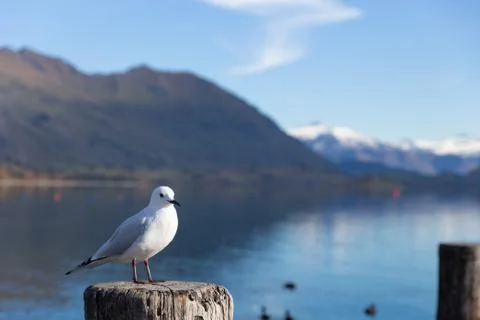White pigeon Foto stock