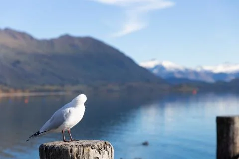 White pigeon Foto stock