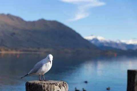 White pigeon Foto stock