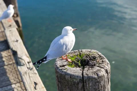 White pigeon Foto stock