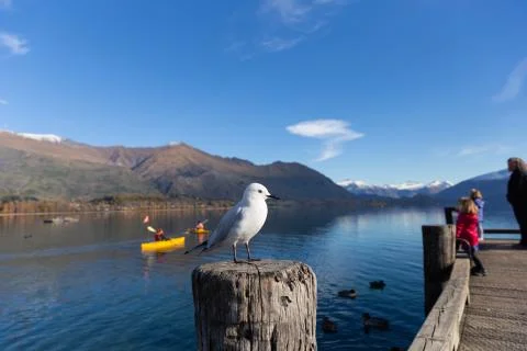 White pigeon Foto stock