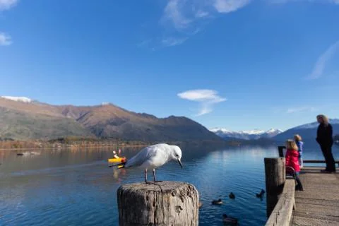 White pigeon Foto stock