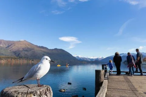 White pigeon 스톡 사진