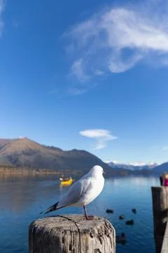 White pigeon 스톡 사진