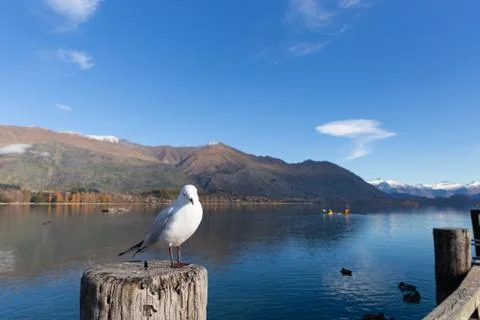 White pigeon Foto stock