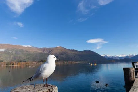 White pigeon Foto stock