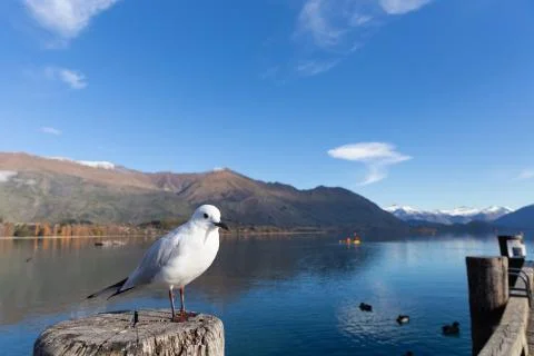 White pigeon Foto stock