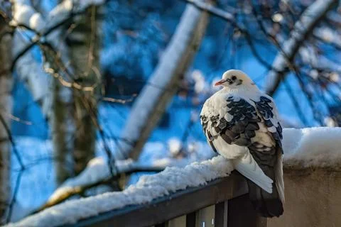 White pigeon Stock Photos