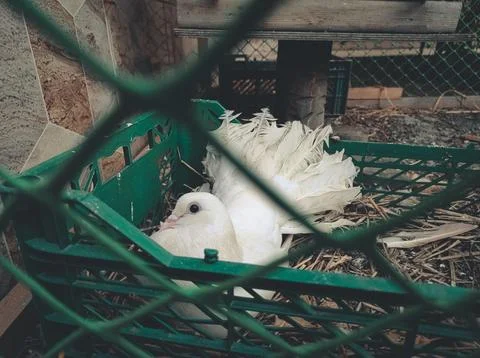 White pigeon Stock Photos