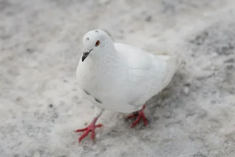 White pigeon. Stock Photos