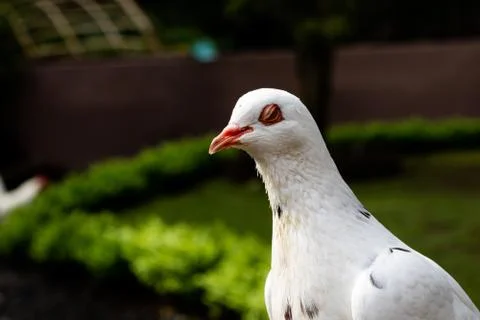 A white pigeon posing for the camera Stock Photos