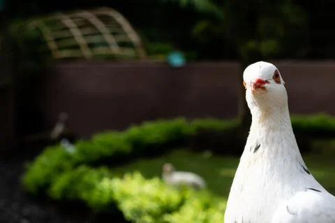 A white pigeon posing for the camera Stock-Fotos